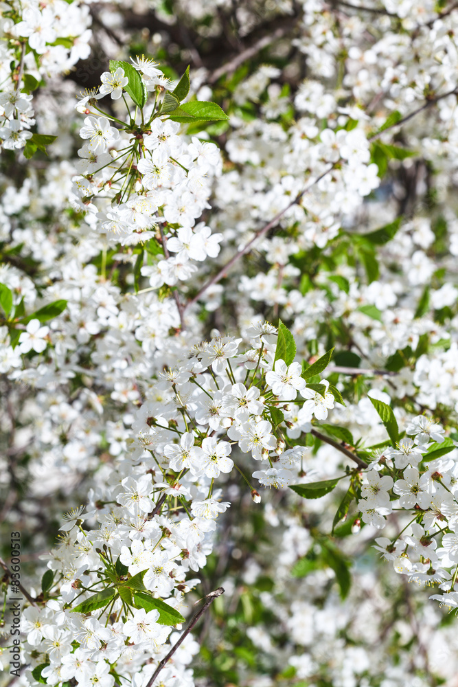 twig of blossoming cherry tree in spring twig of blossoming cherry tree in spring