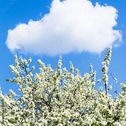 white cloud in blue sky and blossoming cherry tree