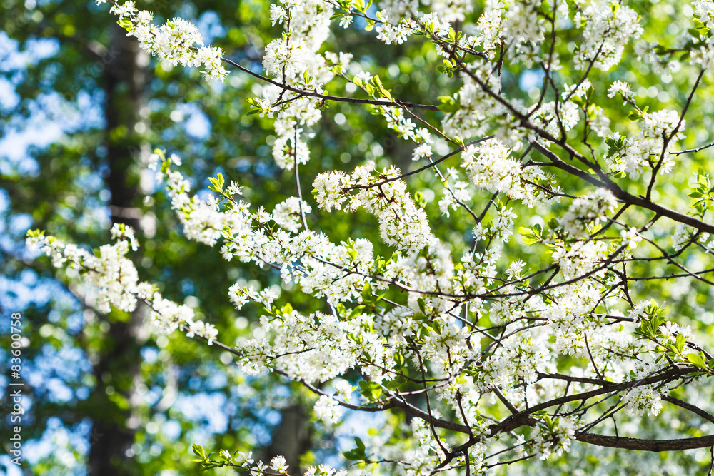flowering cherry tree in sunny day