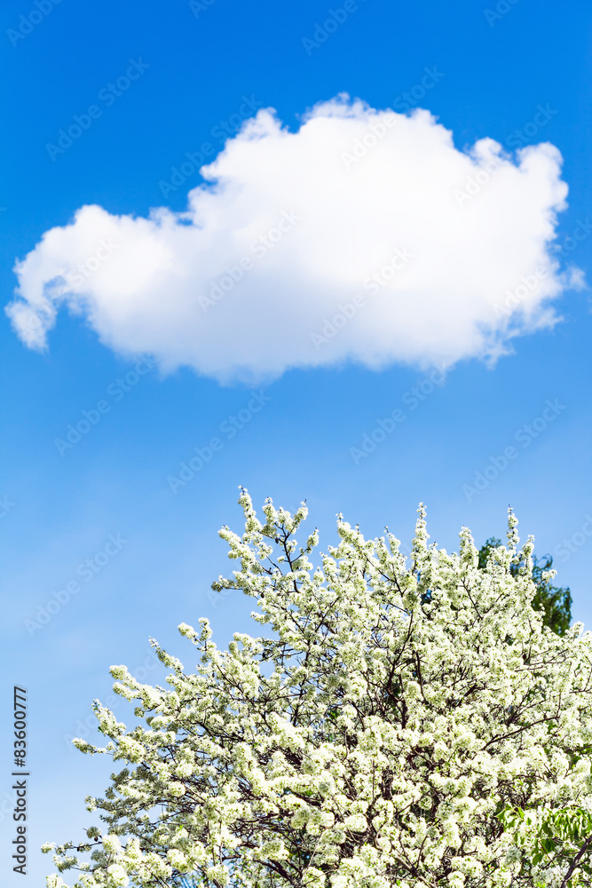 white cloud in blue sky and flowering cherry tree white cloud in blue sky and flowering cherry tree