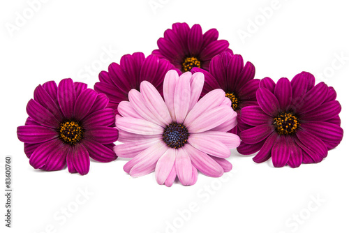 A violet Pink Osteosperumum Flower Daisy