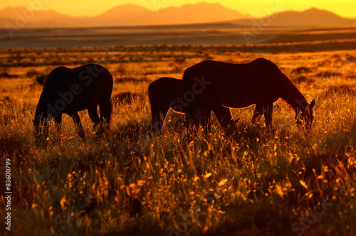Wild horses of the Namib
