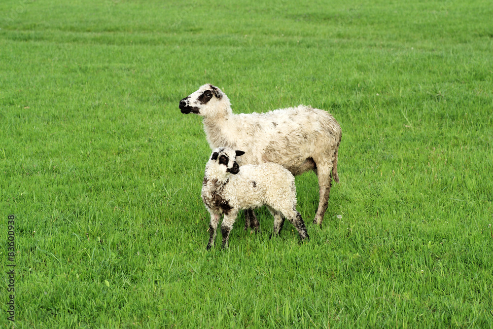 Two cute sheep on the fresh grass Two cute sheep on the fresh grass