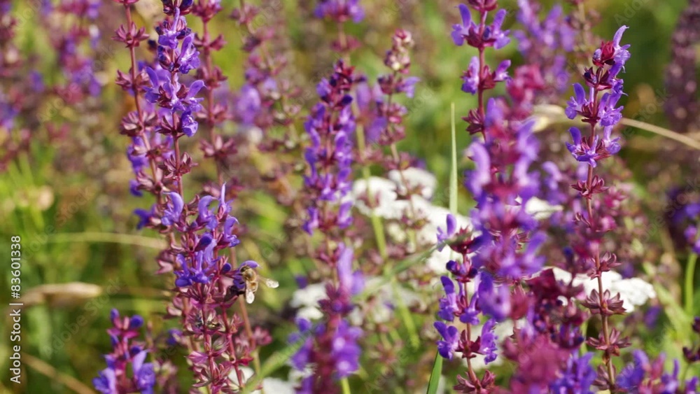 Steadicam closeup: beef pollinating field flowers - tracking Steadicam closeup: beef pollinating field flowers - tracking