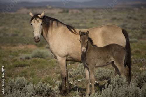 champange horse mare and baby