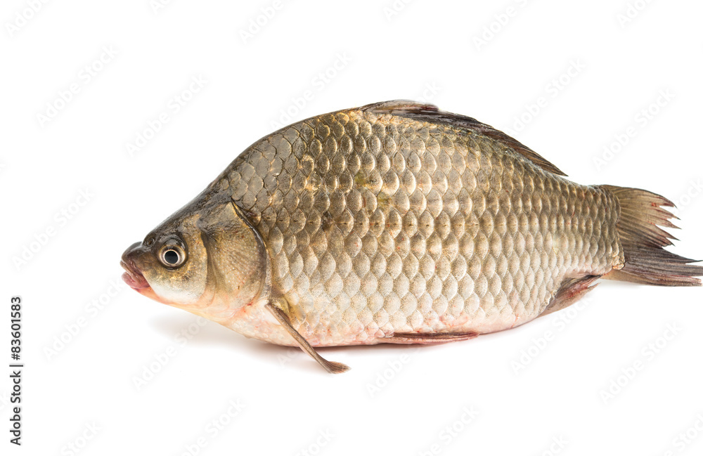 Fresh fish carp Fresh fish carp