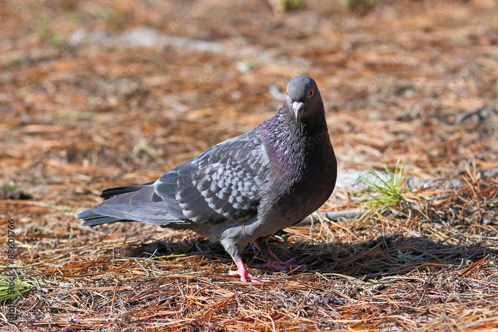 wild pigeon
