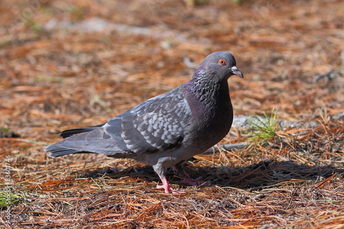 Wild pigeon close up