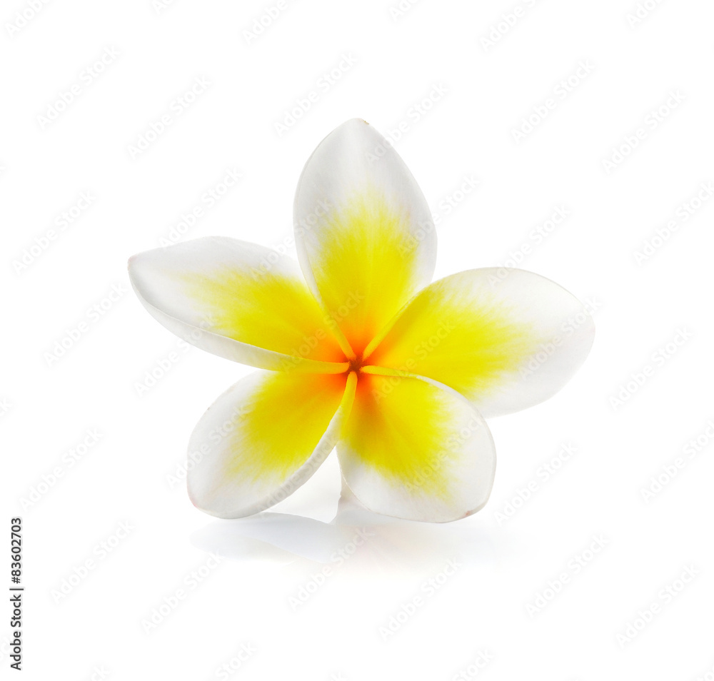 Tropical flowers frangipani (plumeria) isolated on white backgro