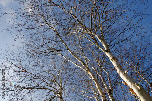 Silver birch trees in winter