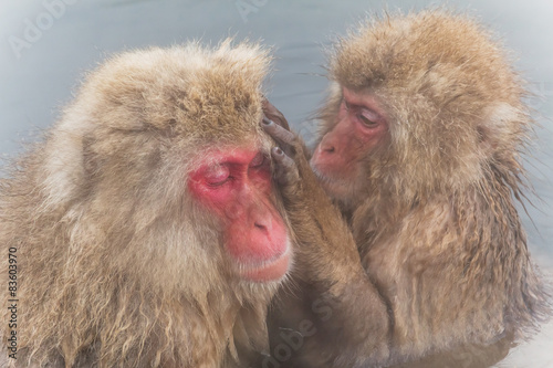 温泉の湯気のイケメン猿グループ　Monkeys in the steam bath © norikko