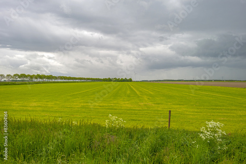 Wild grass along a meadow under deteriorating weather