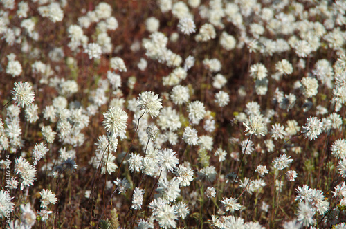 white wildflowers in Western Australia