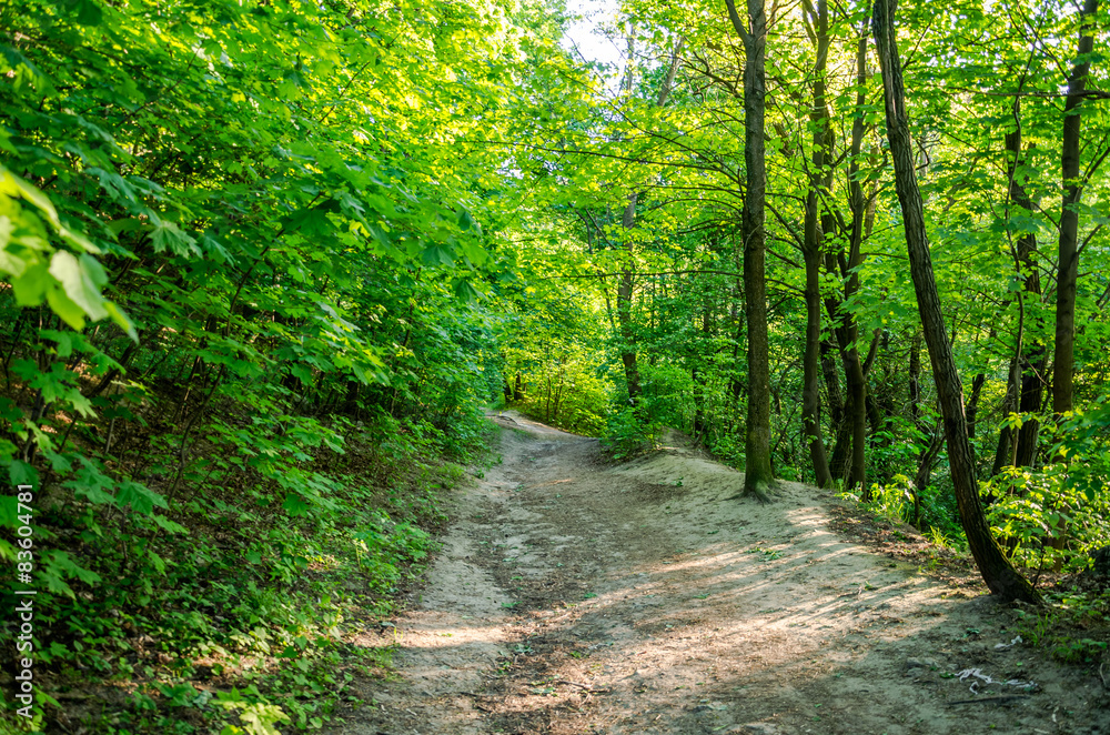 Obraz premium Sunset in the forest on the road between trees