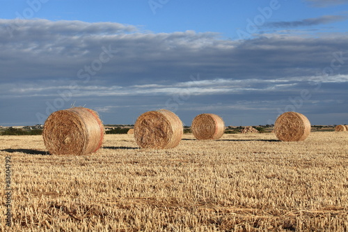 Paesaggio con rotoballe di fieno photo