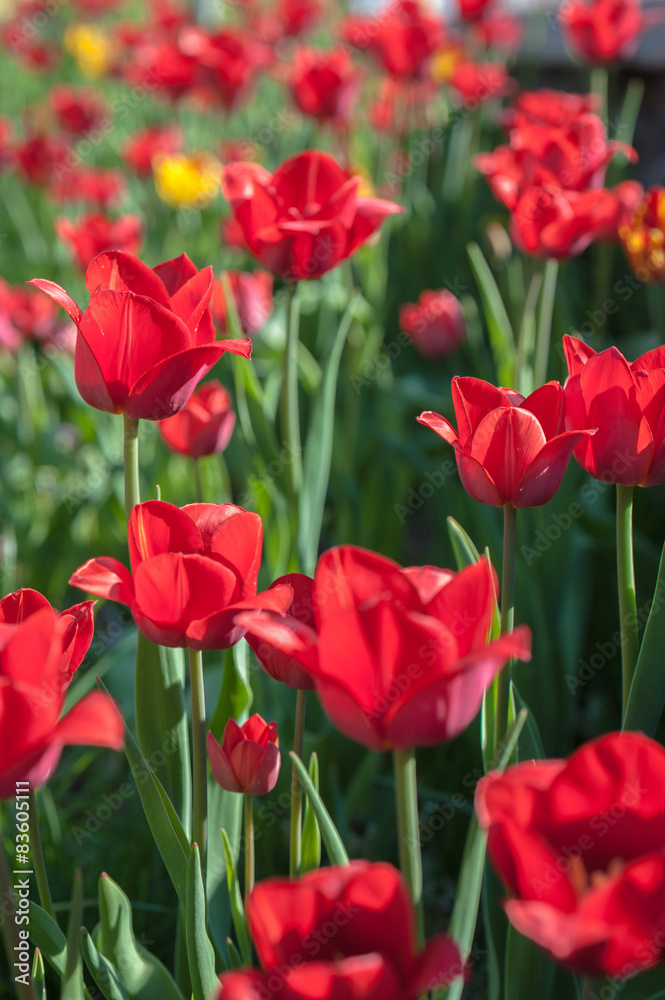 Blooming tulips on a sunny day