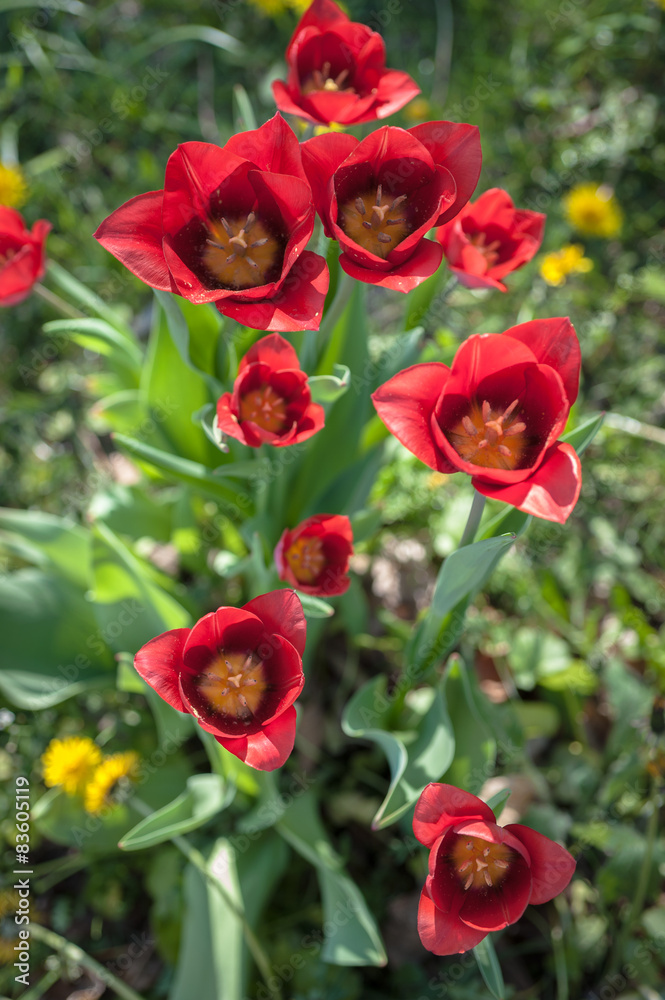 Blooming tulips on a sunny day