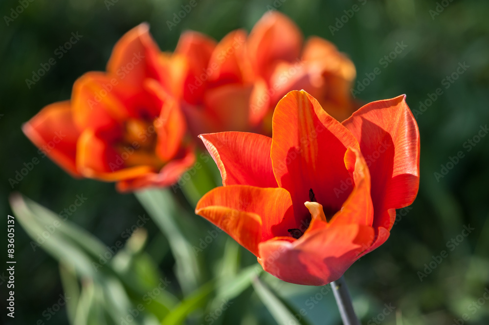 Blooming tulips on a sunny day Blooming tulips on a sunny day