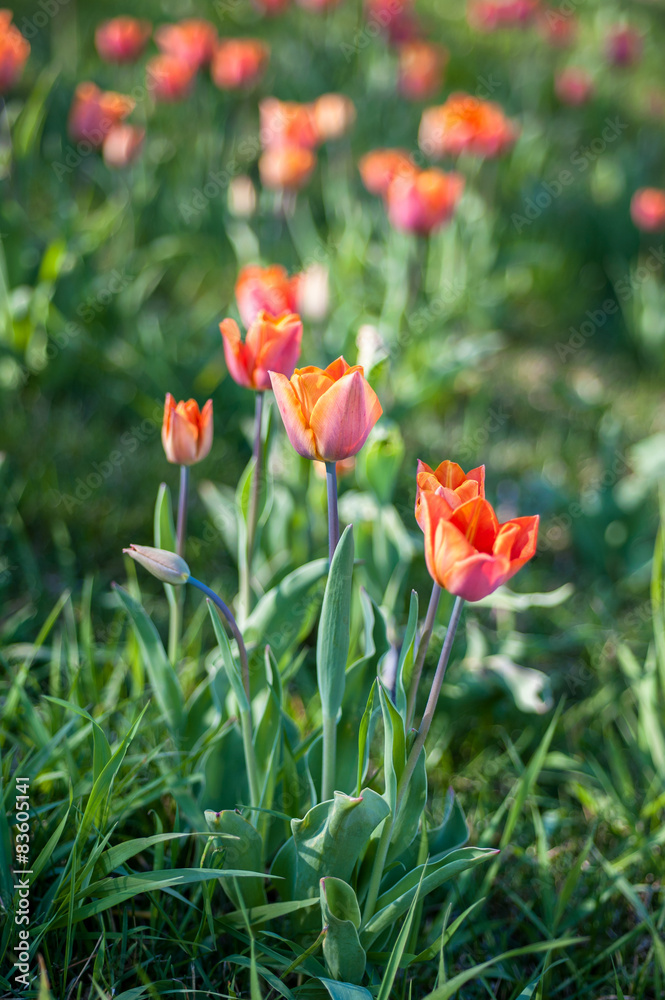 Fototapeta premium Blooming tulips on a sunny day
