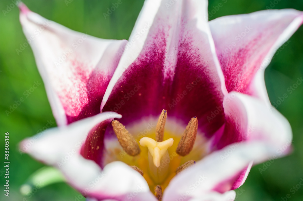 White blooming tulip on a sunny day