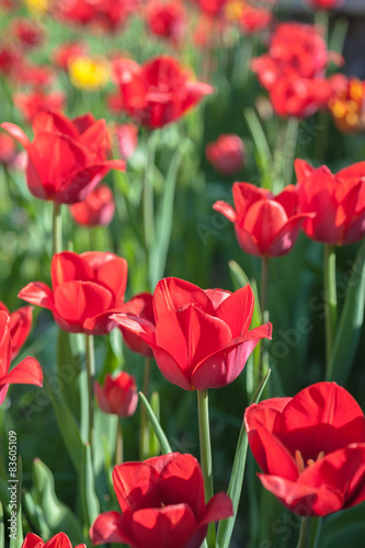 Blooming tulips on a sunny day