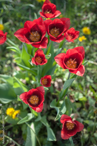 Blooming tulips on a sunny day