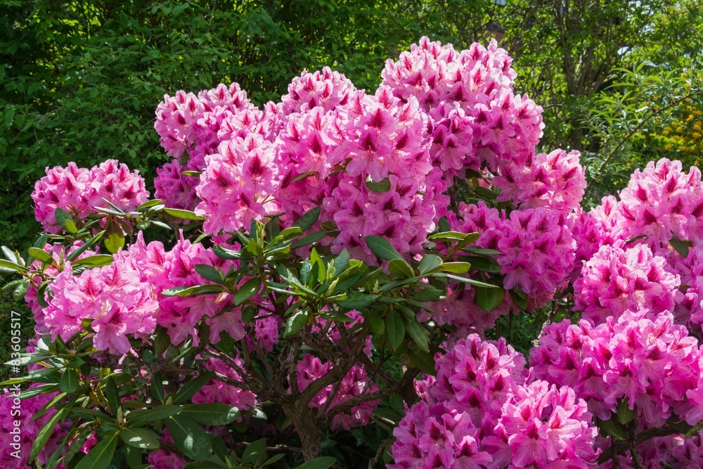 Beautiful Rhododendron