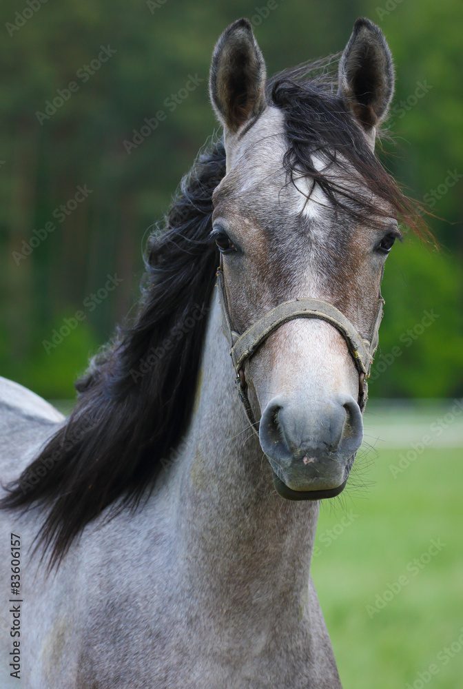 Obraz premium Young arabian horse