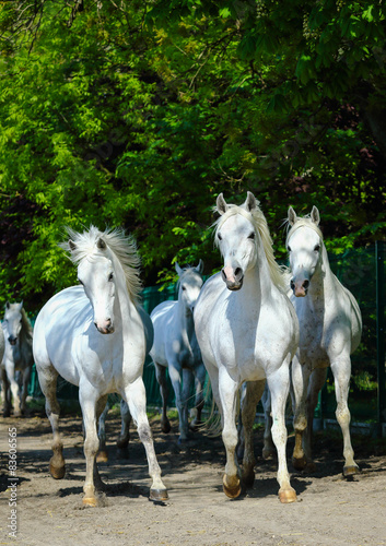 White horses galloping on the village road © kubikactive