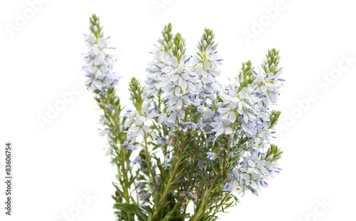 meadow blue flowers