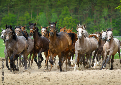 Fotografie, Tablou Arabian horses gallop