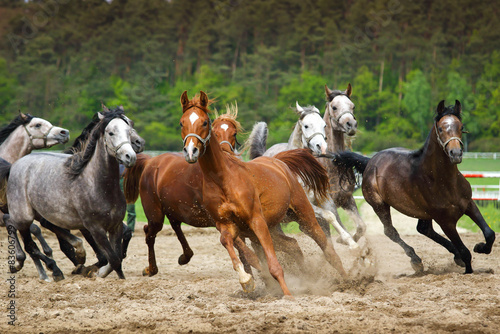 Arabian stallions gallop © kubikactive