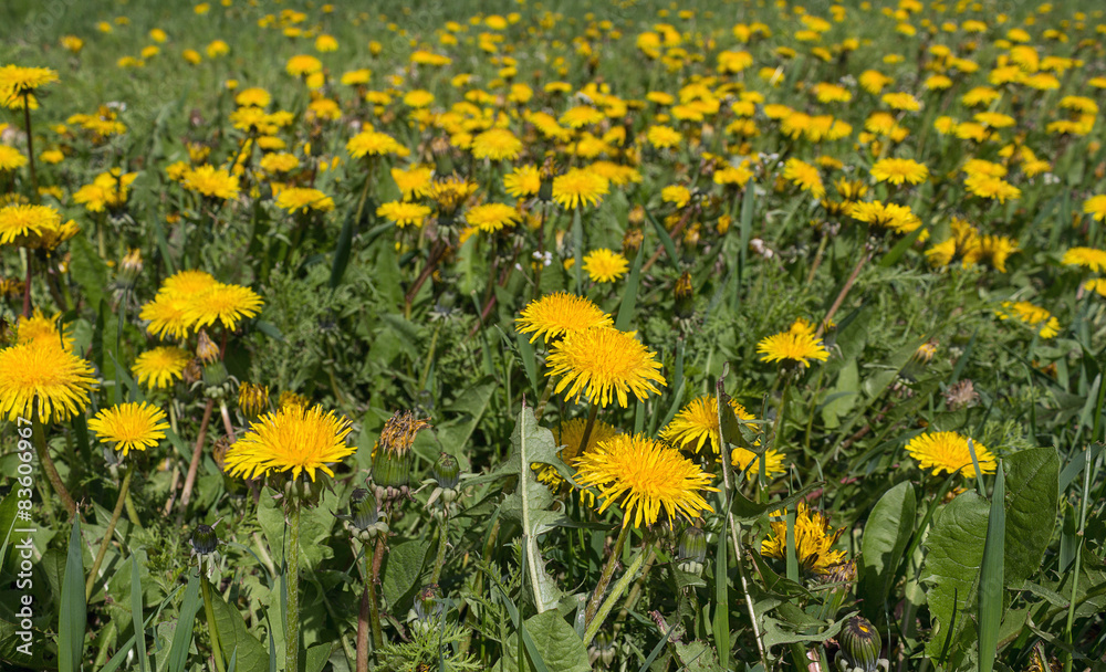 Yellow dandelions in the meadow. Flowers and meadows