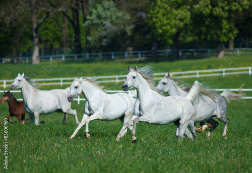 Galloping white arabian horses