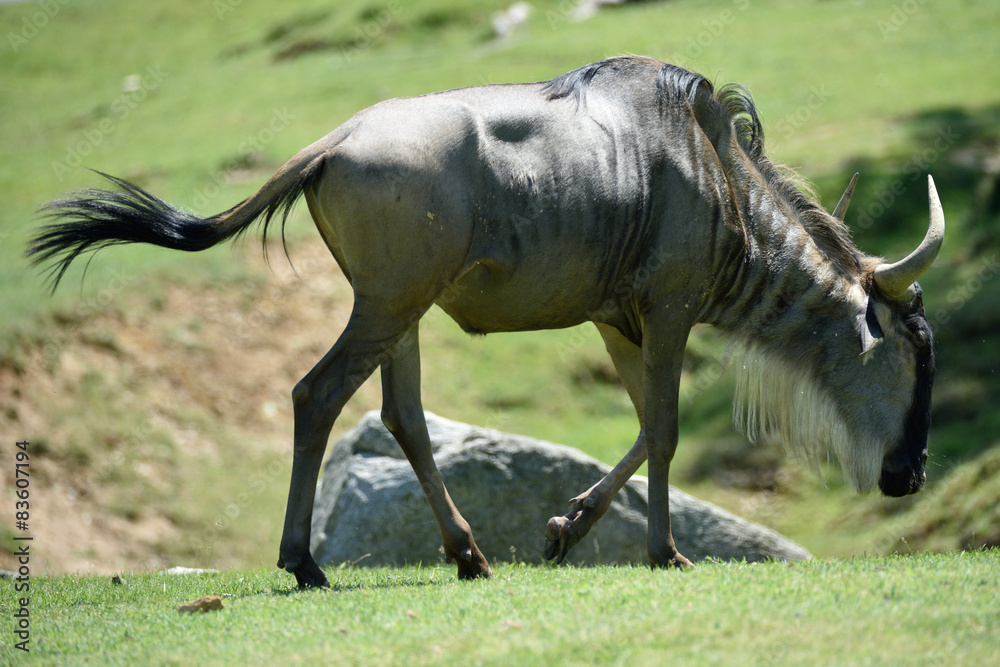 Fototapeta premium Gnu antylopa