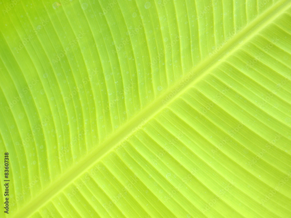 closeup of banana leaf texture, green and fresh, in a park