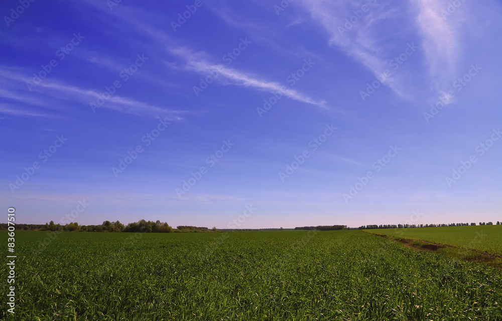  green field on a background of forest and blue sky in summer
