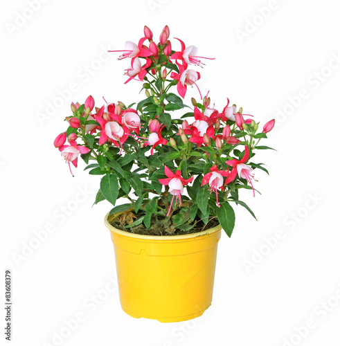 Slika na platnu Fuchsia rouge et blanc
