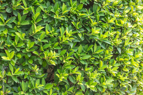 Ornamental shrubs ,Wall shrubs © nationkp