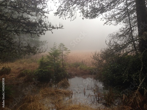foggy Pacific Northwest pond
