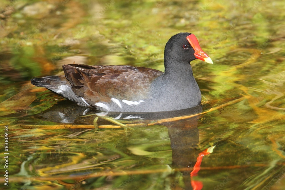Common Moorhen (Gallinula chloropus) Common Moorhen (Gallinula chloropus)