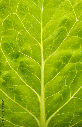  leaf lettuce