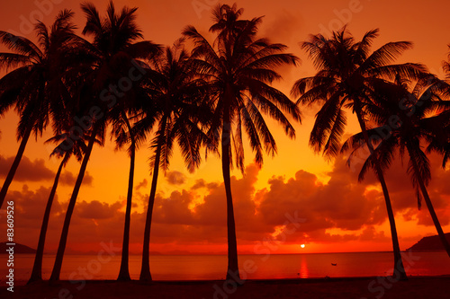 Palm trees silhouette on tropical beach at warm sunset light