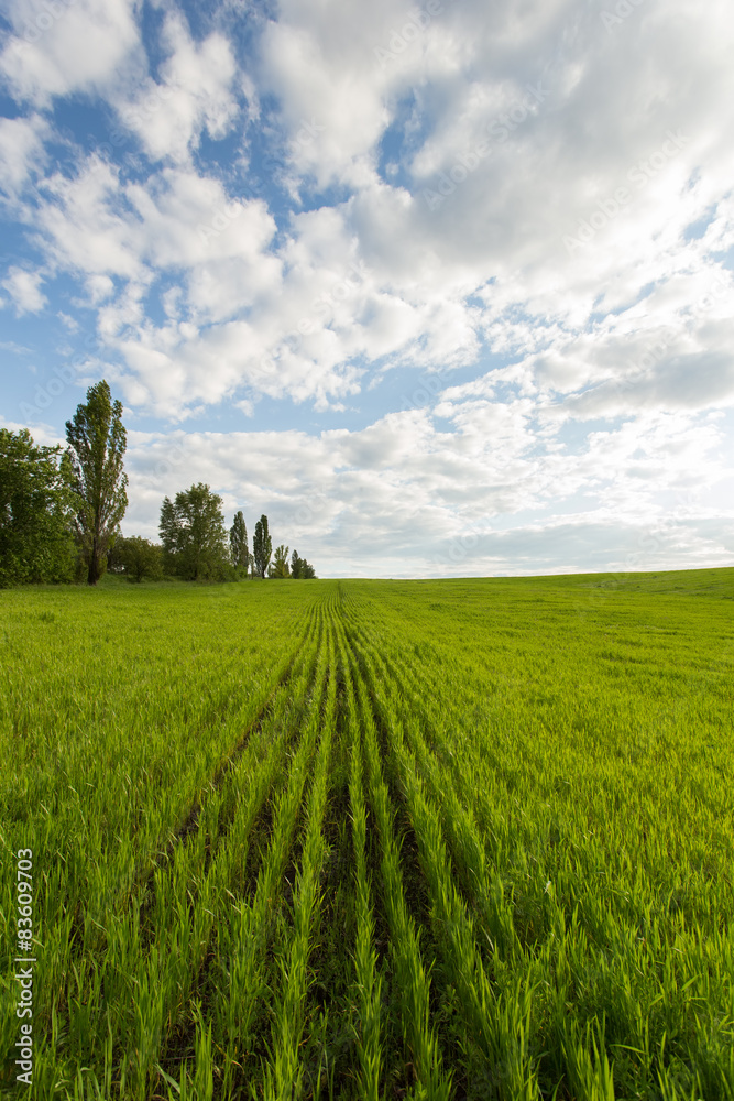 Landscape of green wheat field