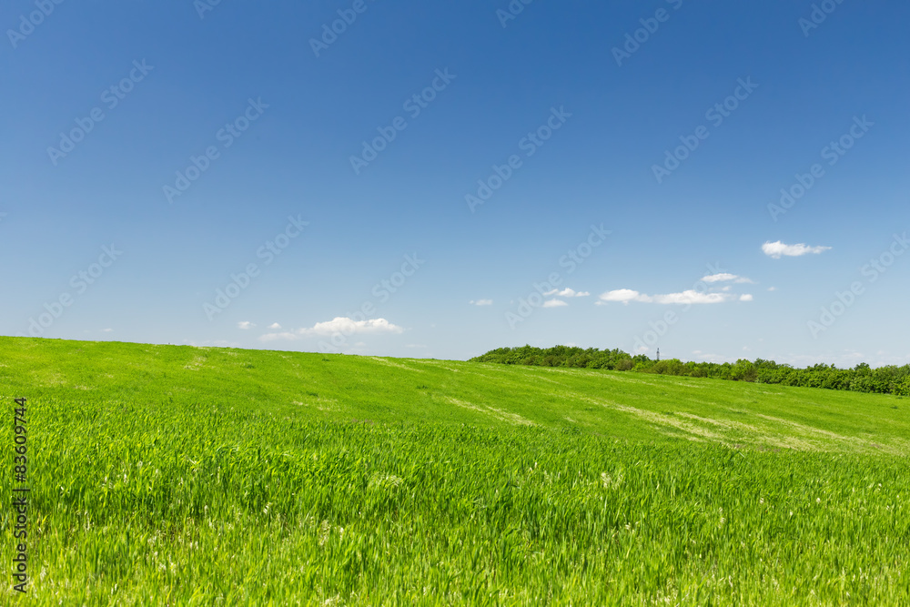 Fototapeta premium Wheat field on a background of the blue sky