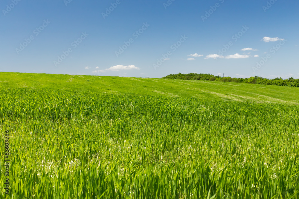 Wheat field on a background of the blue sky Wheat field on a background of the blue sky