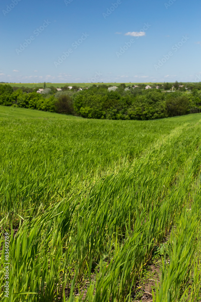 Obraz premium Wheat field on a background of the blue sky