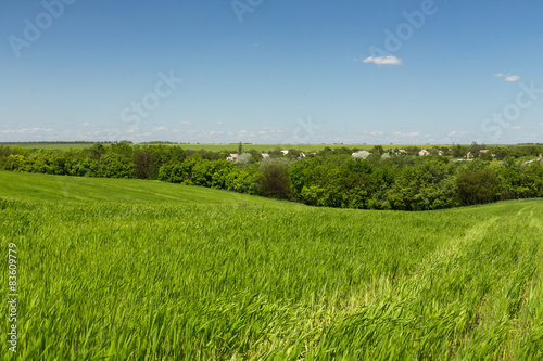 Wheat field on a background of the blue sky