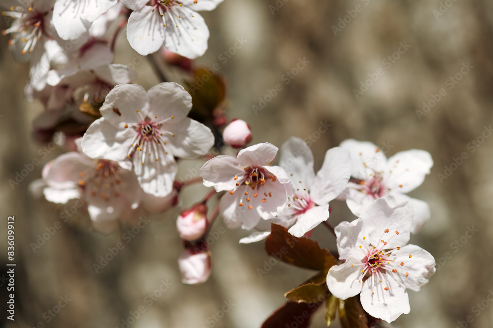 Fototapeta premium cherry flower, blossom at spring