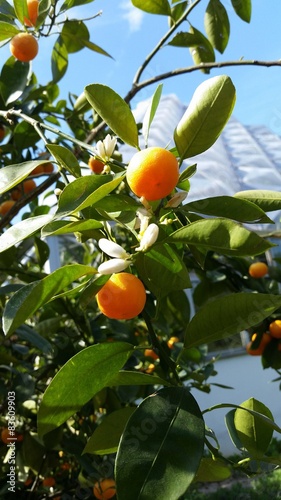 Früchte am Orangenbaum